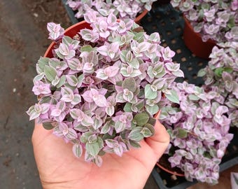 Callisia Repens | 4 inch | Pink Lady Plant | Pink Panther Plant | Creeping Inch Plant 'Turtle Vine' | Tradescantia Pink Panther Plant