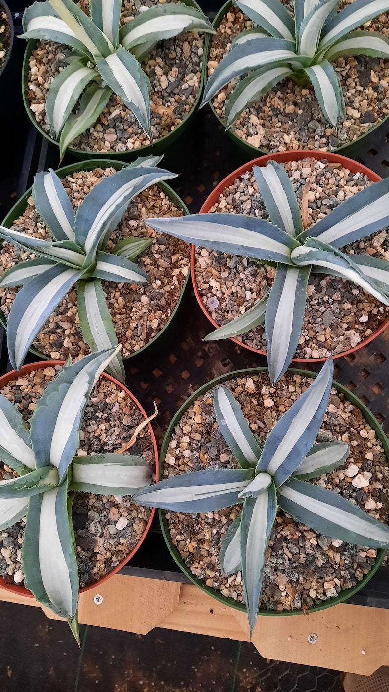 RiveraPlants Agave Americana Mediopicta Alba