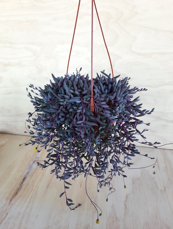 outdoor lavender plants for sale Munstead English Lavender main image 1