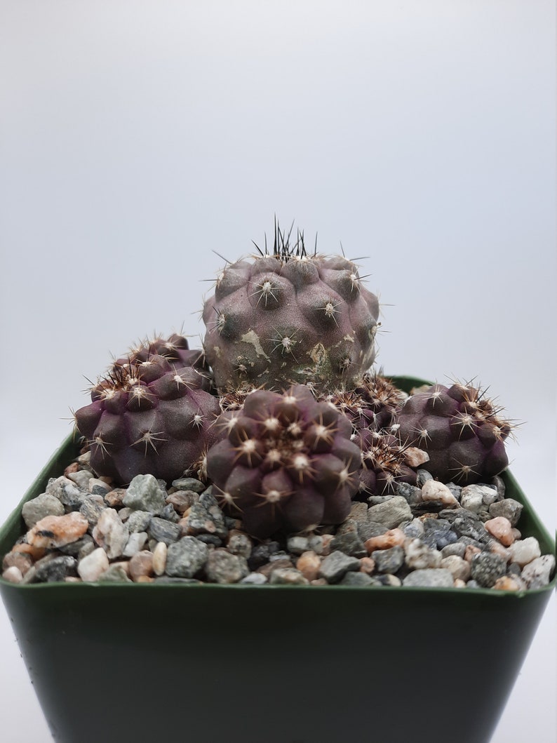 Copiapoa Leonensis 3.5 inch zdjęcie 2