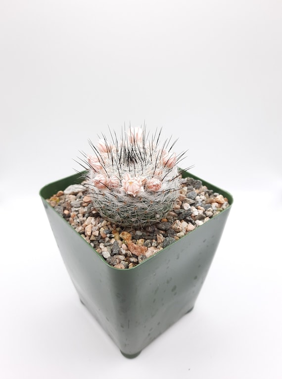 Mammillaria Ritteriana | 3.5 Inch | Pale Pink Blooming Flower | Black  Thorns | Live Cactus Plant - Etsy Canada