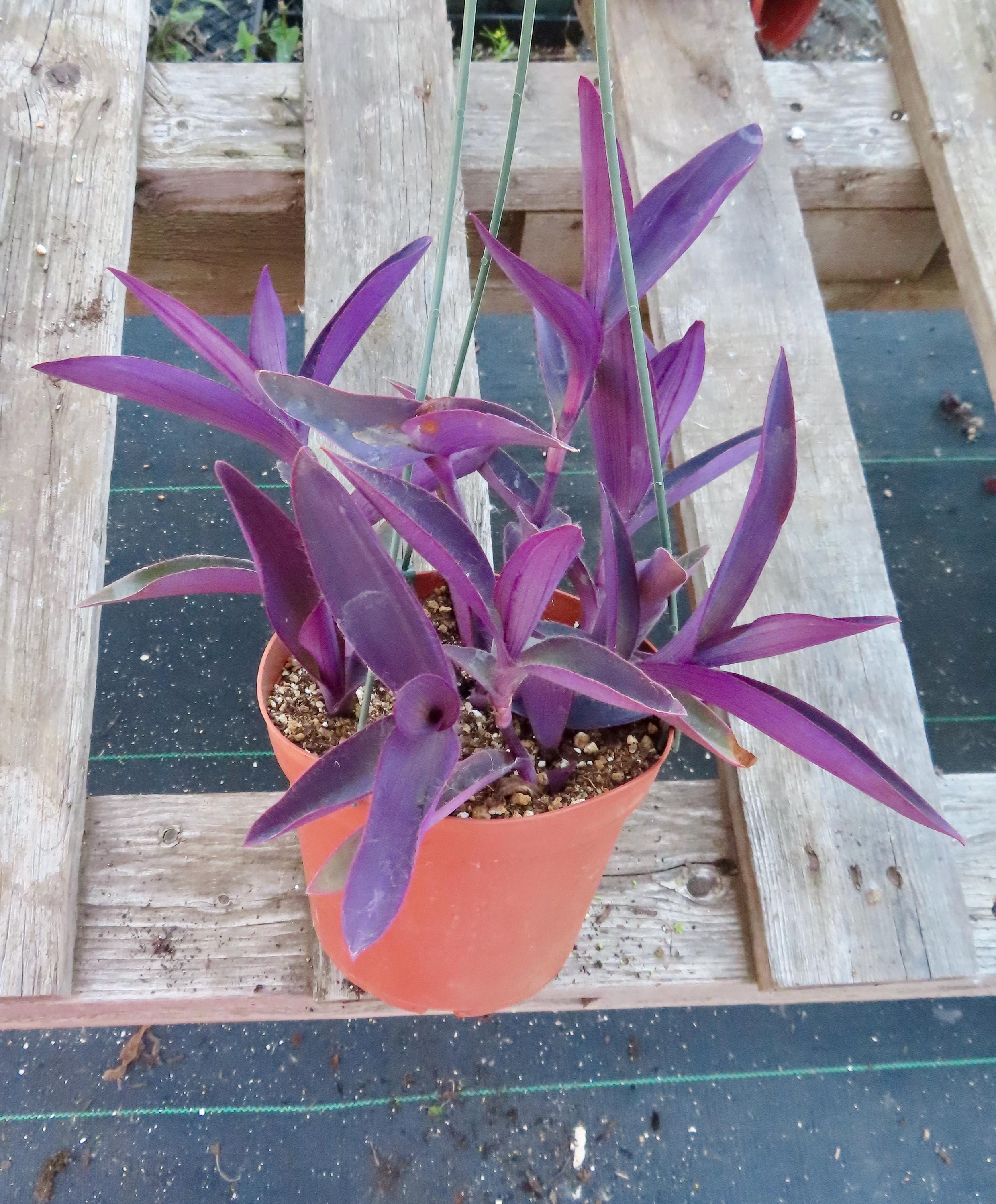 Tradescantia Pallida | 6 Inch Pot | Purple Heart Plant | Full Sun
