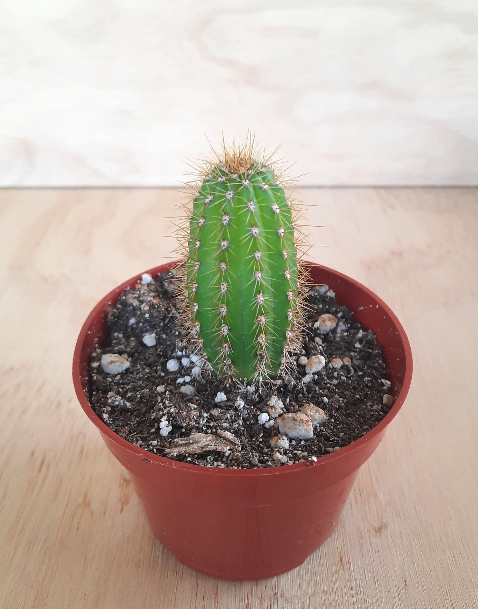 Small Premium Golden Torch Cactus | 4 Inch | Echinopsis Spachiana