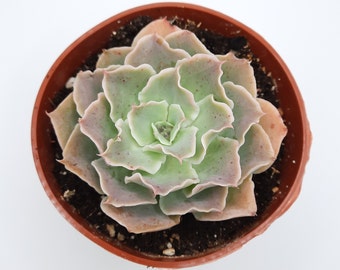 Echeveria Simulans | 4 inch | Live Succulent Plant | Indoor Plant | House Plant