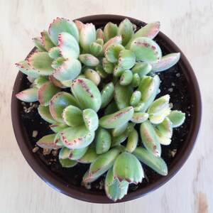 Variegated Bear&#39;s Paw | 6 inch | Cotyledon Tomentosa | Live Succulent Plant | Indoor Plant | House Plant