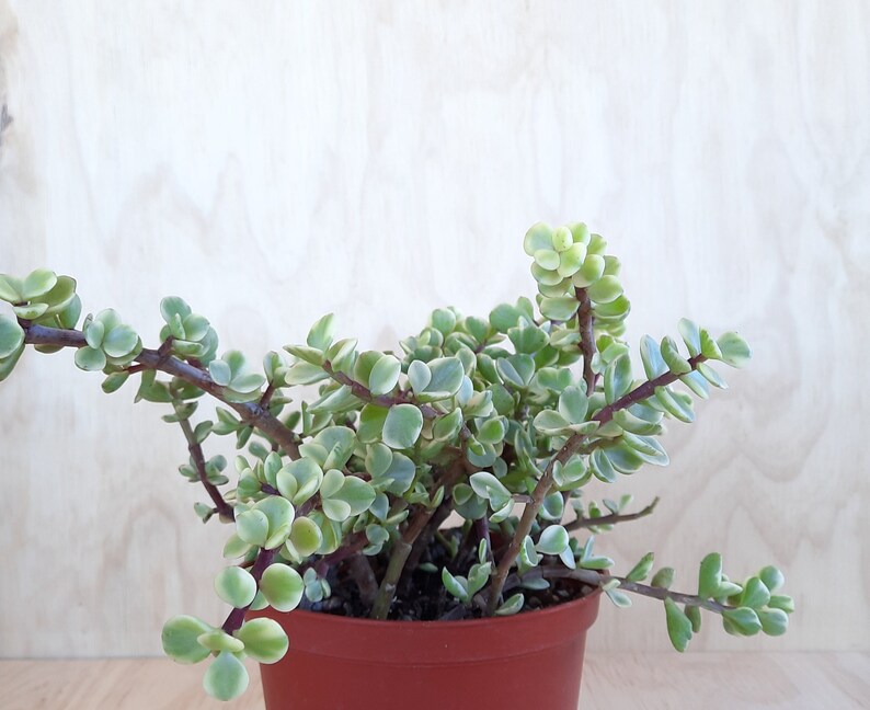 RiveraPlants Elephant Bush - Thumbnail 3