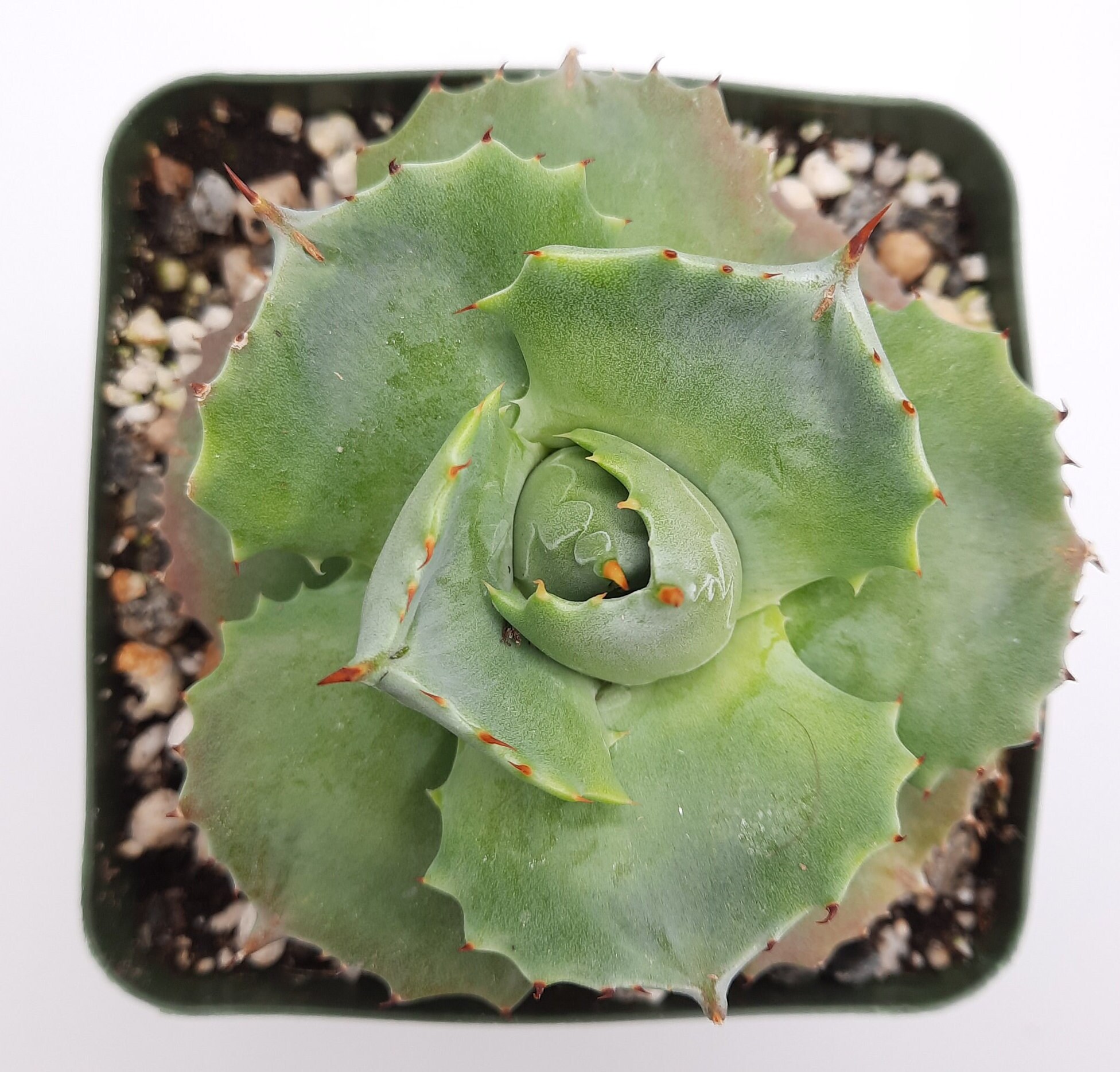 Agave Isthmensis | Agave Isthmensis 'Ohi Raijin Shiro Nakafu Agave Isthmensis | Agave Isthmensis 'Ohi Raijin Shiro Nakafu