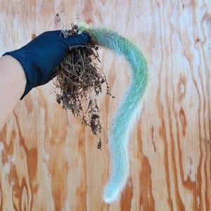 Bare Root Monkey Tail Cactus | Rooted Monkey Tail | Plants for Head Planters | Hildewintera Colademononis | Long White Hairy Monkey Tail