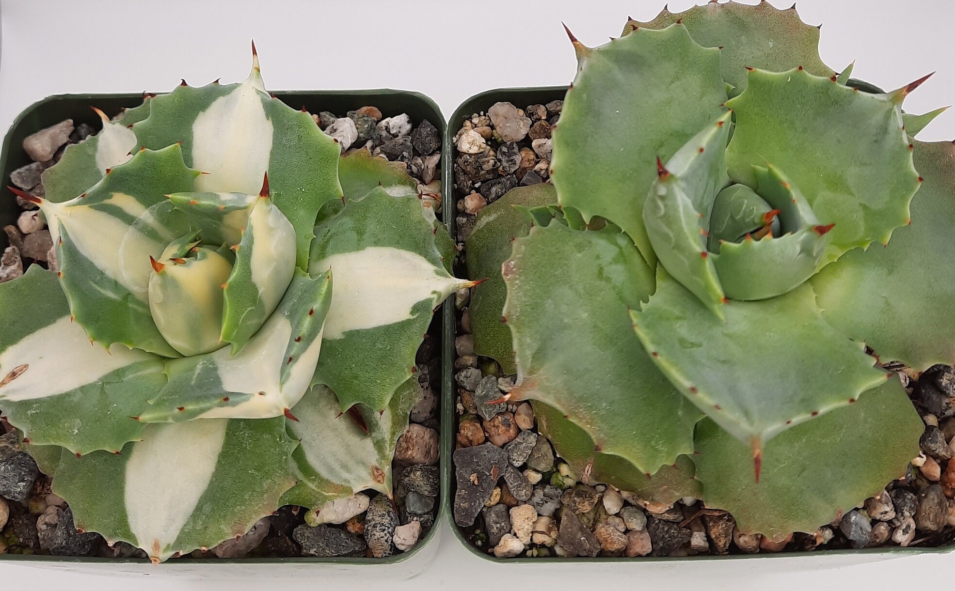 Agave Isthmensis | Agave Isthmensis 'Ohi Raijin Shiro Nakafu Agave Isthmensis | Agave Isthmensis 'Ohi Raijin Shiro Nakafu