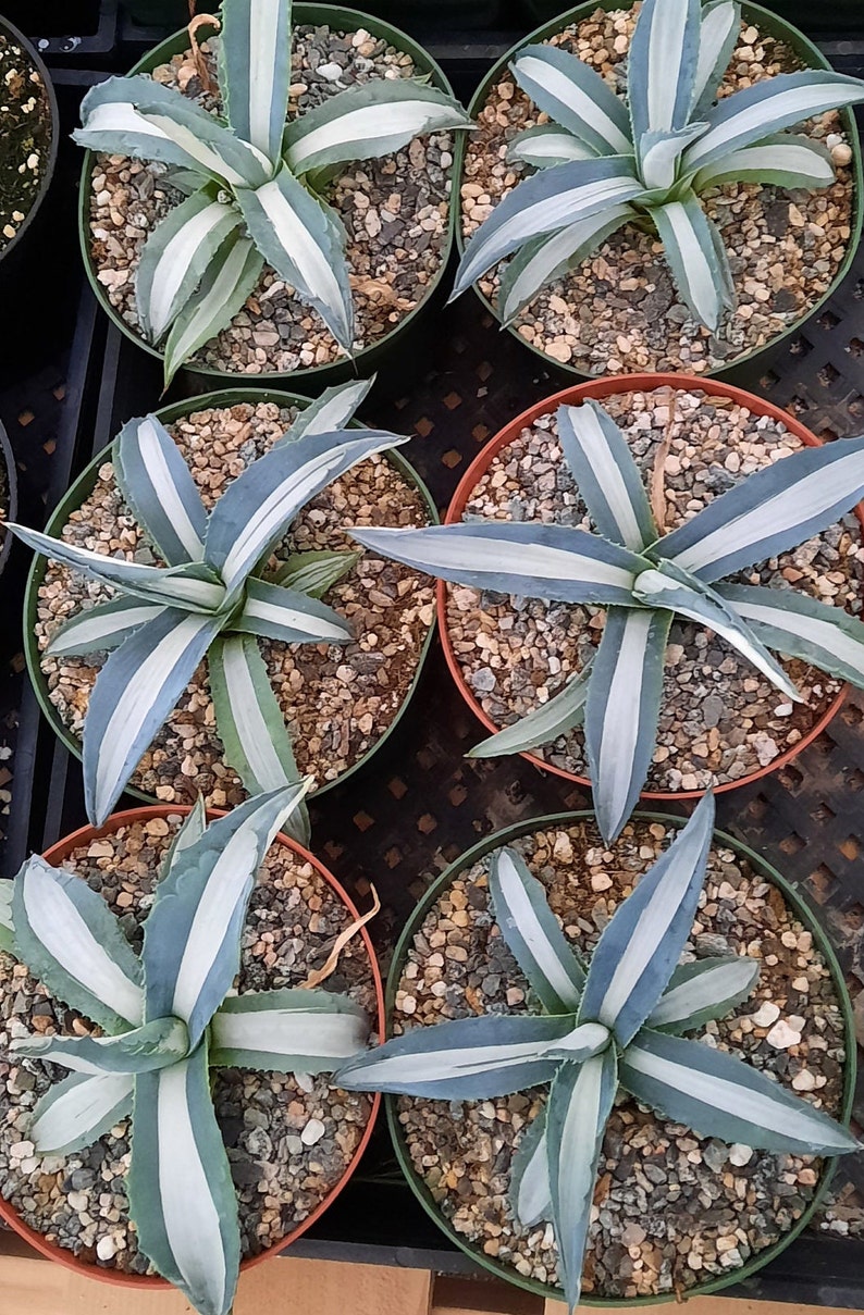 RiveraPlants Agave Americana Mediopicta Alba - Thumbnail 2