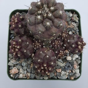 Copiapoa Leonensis / 3.5 pulgadas imagen 3