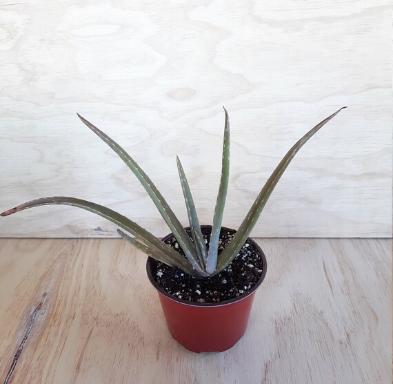 Aloe Vera | 6 inch | Aloe Barbadensis | Medicinal Aloe Plant | Live  Succulent Plant - Etsy sterreich