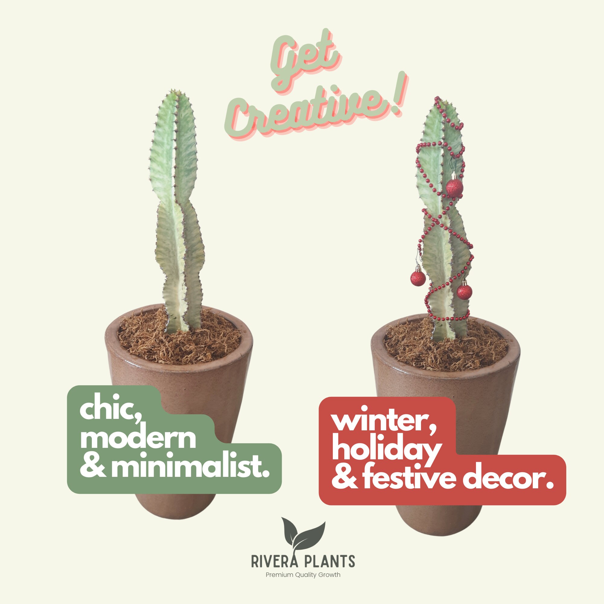 Euphorbia Ammak Bare Root Desert Cactus Treelike Plants Etsy Canada