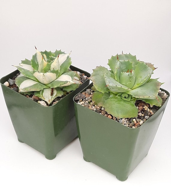Agave Isthmensis | Agave Isthmensis 'ohi Raijin Shiro Nakafu' | 3.5 Inch |  Miniature Agaves - Etsy Israel