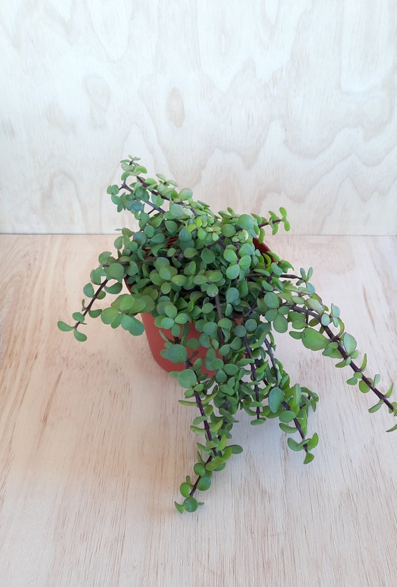 PORTULACARIA AFRA - 6"