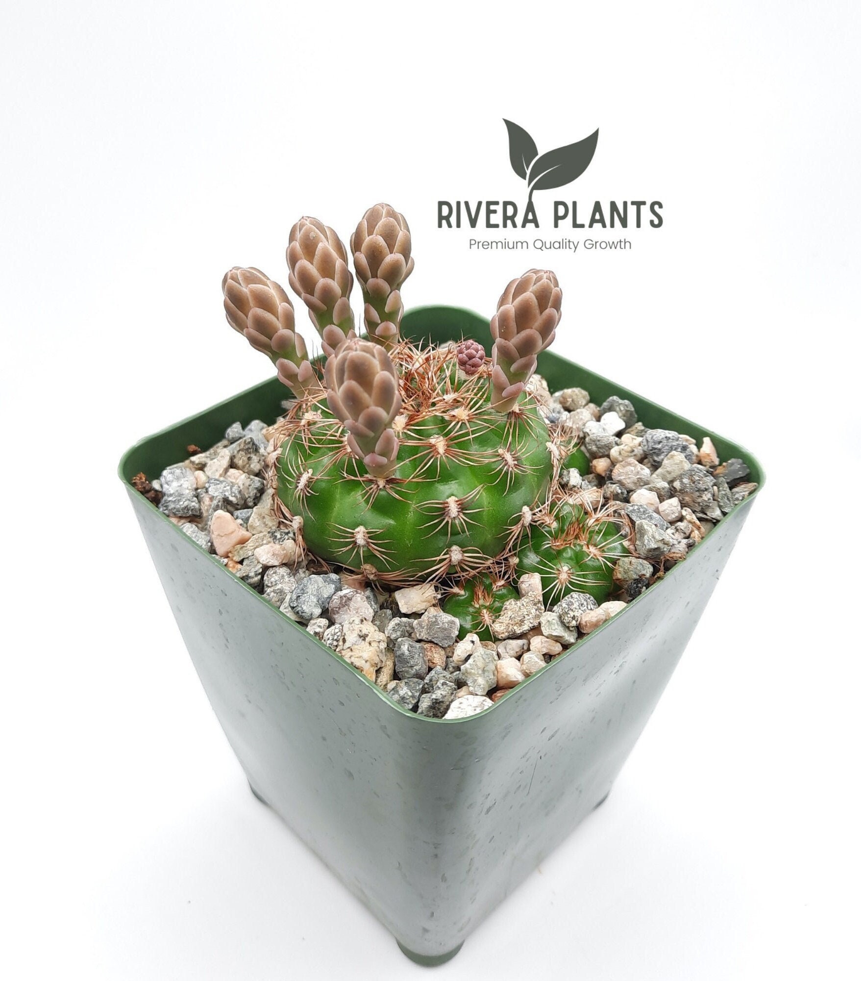 roten kriechenden thymian Kaufen Sie kriechenden Thymian Thymus praecox 'Coccineus' rosaroten Thymian