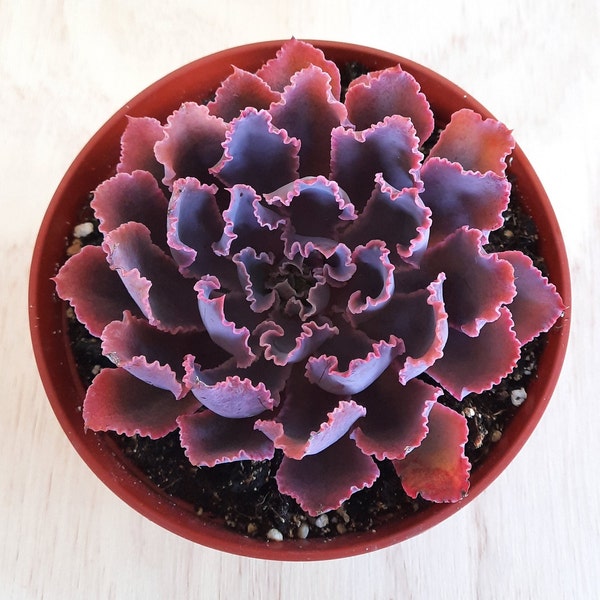 Echeveria 'Neon Breakers' | 6 inch | Bright Rosette | Live Succulent Plant | Garden Plants | House Plant