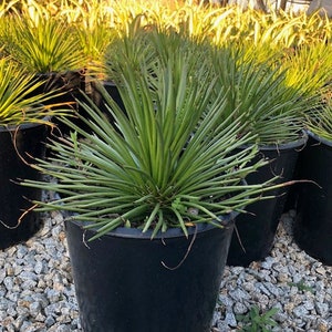 Large Agave Geminiflora | Bare Root | Twin-Flowered Agave