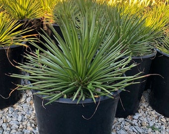 Large Agave Geminiflora | Bare Root | Twin-Flowered Agave