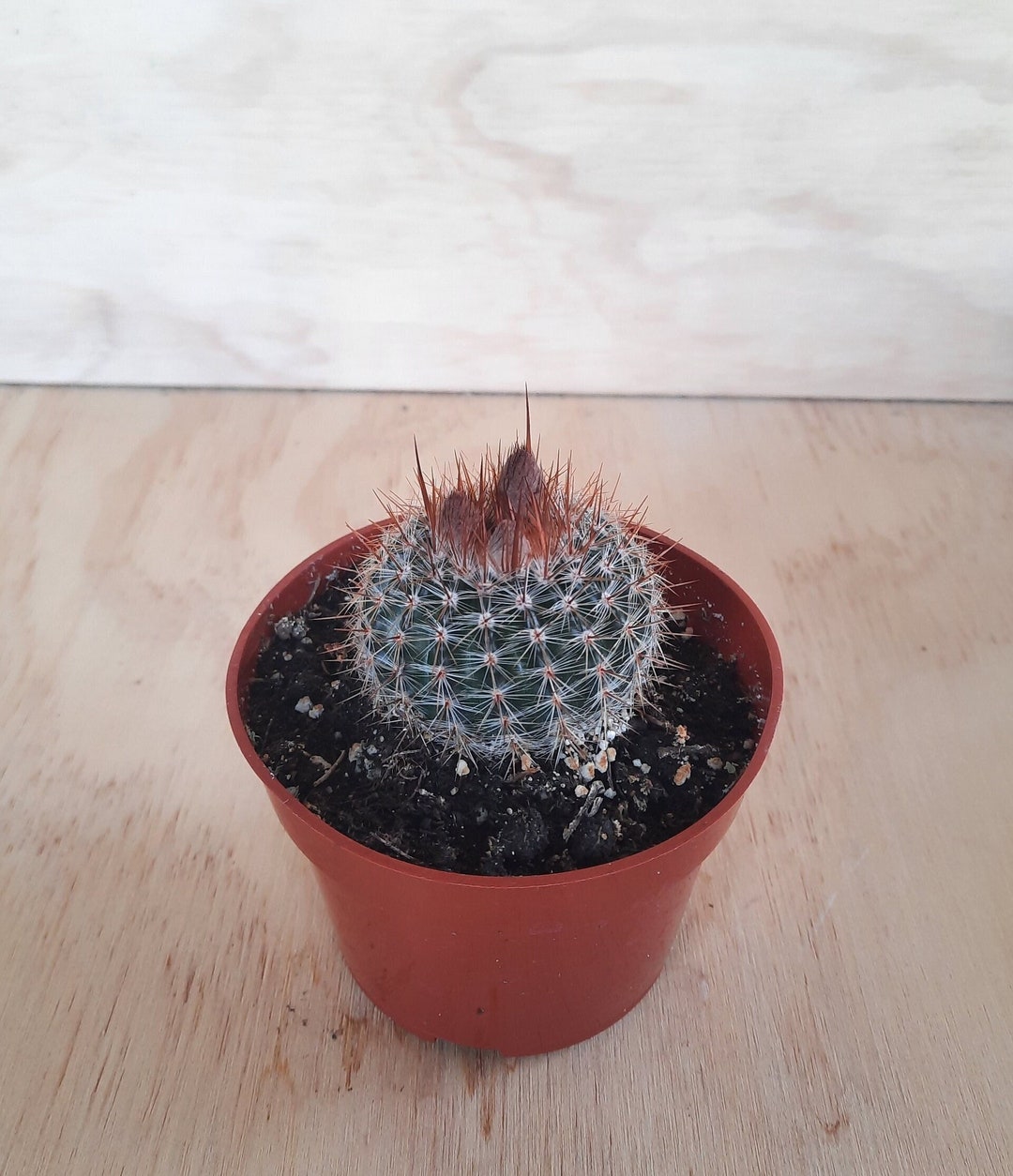 Parodia Rutilans | 4 Inch | Notocactus Collection | Cactus in Bloom ...