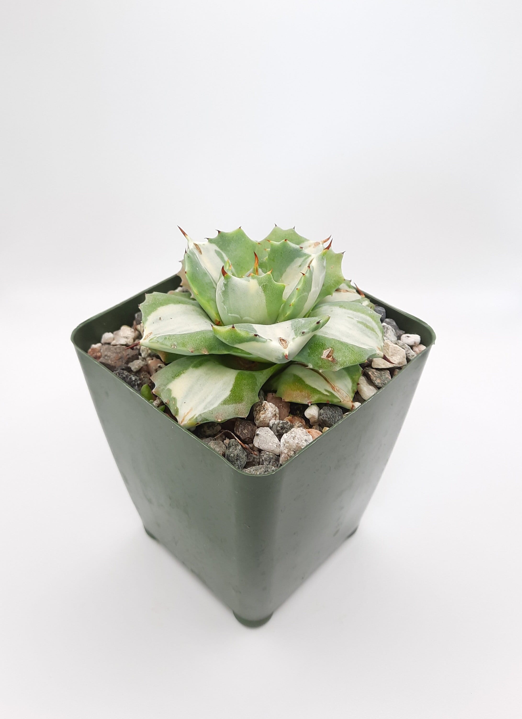 Agave Isthmensis 'ohi Raijin Shiro Nakafu' | 3.5 Inch | Miniature