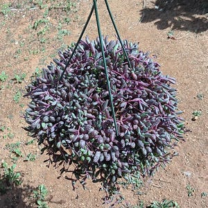 Othonna Capensis | 8 inch | Ruby Necklace | Blush Hanging Plant | Succulents | Garden | Indoor Plants