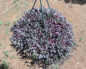 Othonna Capensis | 8 inch | Ruby Necklace | Blush Hanging Plant | Succulents | Garden | Indoor Plants