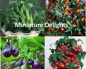 MINIATURE DELIGHTS Petite Plant Pack ~ Tiny Tim Tomato Patio Baby Eggplant Tom Thumb Pea Aurora Pepper Seeds Rare Heirloom usa Non Gmo Early