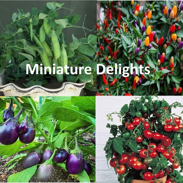 MINIATURE DELIGHTS Petite Plant Pack ~ Tiny Tim Tomato Patio Baby Eggplant Tom Thumb Pea Aurora Pepper Seeds Rare Heirloom usa Non Gmo Early