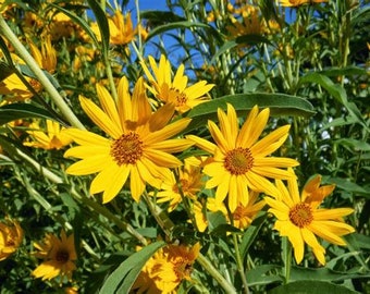 Easter Sale MAXIMILLIAN SUNFLOWER SEEDS Sale Helianthus maximiliani perennial