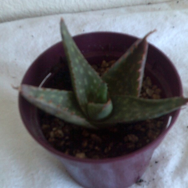 SOAP ALOE ZEBRA Aloe Live Plant Medicinal Variegated Succulent Aloe Maculata