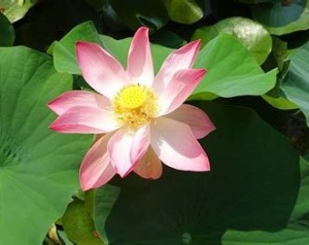 Sacred LOTUS FLOWER SEEDS Nelumbo nucifera water aquatic water lily pond rain garden edible Free Shipping