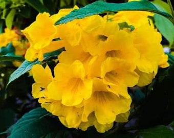 April Sale Esperanza Seeds TECOMA STANS 25+ Seeds Yellow Bells Trumpet Bush Tree