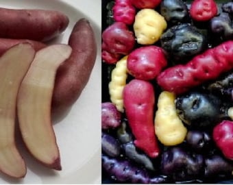 Fingerling Sale variety pack Papa Cacho and Ayock TRUE POTATO SEED (Tps). Solanum Tuberosum. Heirloom horn potato Red landrace blue