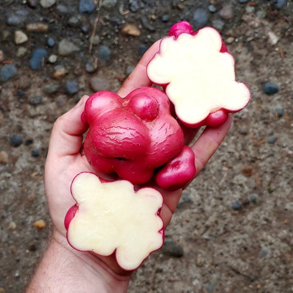 RARE Llumchuy Waqachi True POTATO SEED (Tps). Solanum Tuberosum. Heirloom Lumpy Pinecone potato