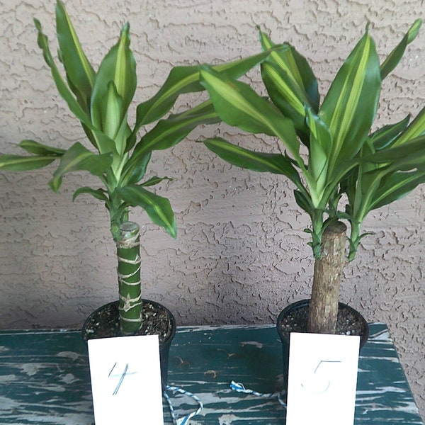 DRACAENA SUNRISE Steudneri Variegated Plant air purifier plant Live Plant Healthy Beautiful Unique Exotic Houseplant Exact Plant