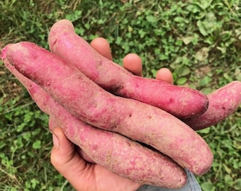 Papa Cacho TRUE POTATO SEED (Tps) Outrageously Long Serpentine Tubers Solanum Tuberosum. Heirloom fingerling horn potato  Red landrace