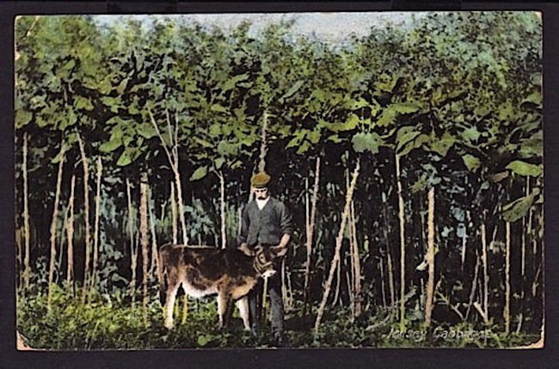 Happy Rare Year WALKING STICK KALE Rare Seeds Brassica Oleracea Jersey Cabbage Awesome Plant 50