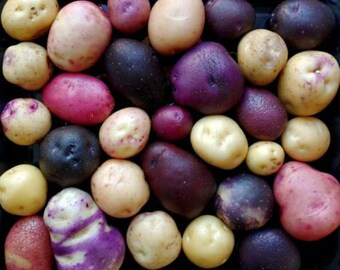 St Patrick's Day Sale (CRUZA 148) POTATO SEEDS True Potato Seed Heirloom tps bicolor Rare Blight resistant