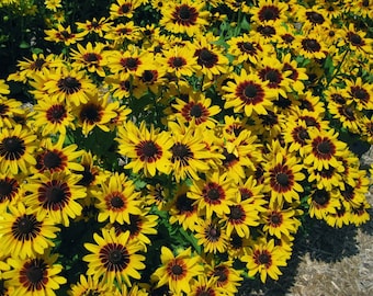 BLACK EYED SUSAN Seeds gloriosa daisy rudbeckia