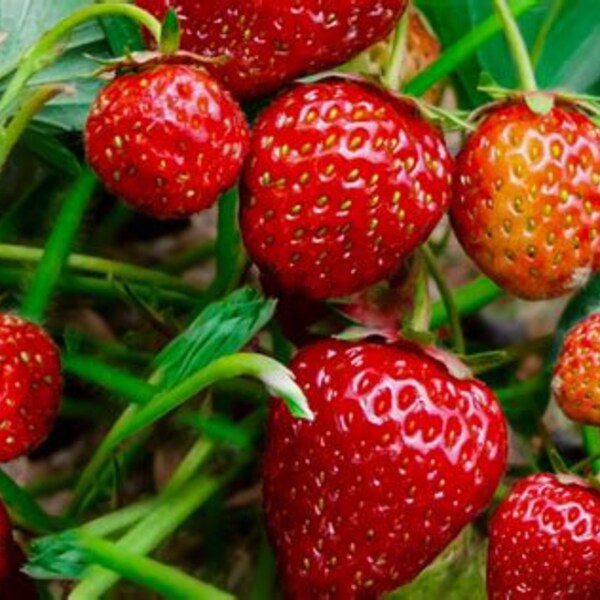 LIVE STRAWBERRY PLANT Organic - Not Bareroot - Plant Healthy Beautiful Varieties to Choose From