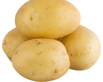 Sale MYATTS ASHLEAF Potato True Potato Seeds TPS Heirloom Gold Spuddy Buddy