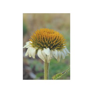 Botanical Art Print - Nature Decor, Floral Wall Art, Gift for Garden Lovers, Home Decor, Unframed Nature Photography