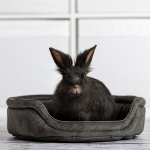 Könnte beinhalten: Ein schwarzes Kaninchen sitzt in einem grauen, gesteppten Haustierbett. Das Bett hat eine abgerundete Form und einen erhöhten Rand.