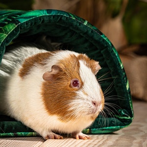 A guinea pig emerges from a tunnel that serves as its hiding place.