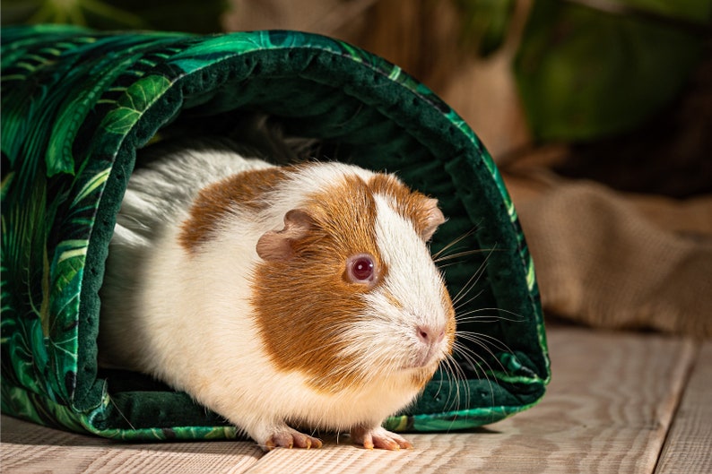 A guinea pig emerges from a tunnel that serves as its hiding place.