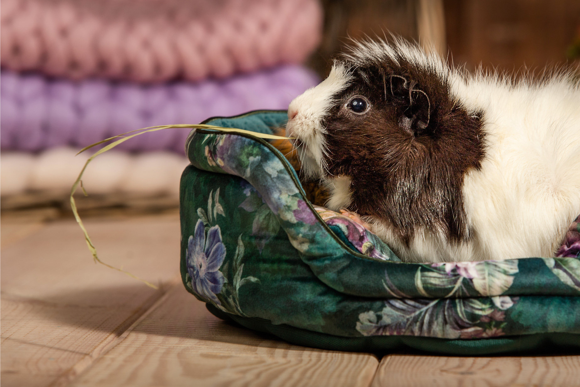 Guinea Pigs Best Low Maintenance Pets For Apartments Low