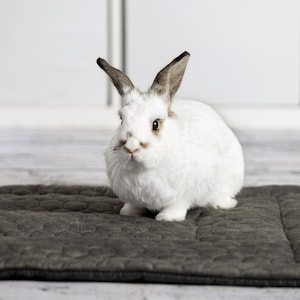Può includere: Un coniglio bianco con le orecchie marroni seduto su un letto per animali domestici trapuntato grigio scuro.