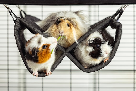 Gemtliche Meerschweinchenhngematte mit Tunnel, Easy Clean Polstersamt -  Etsy Schweiz