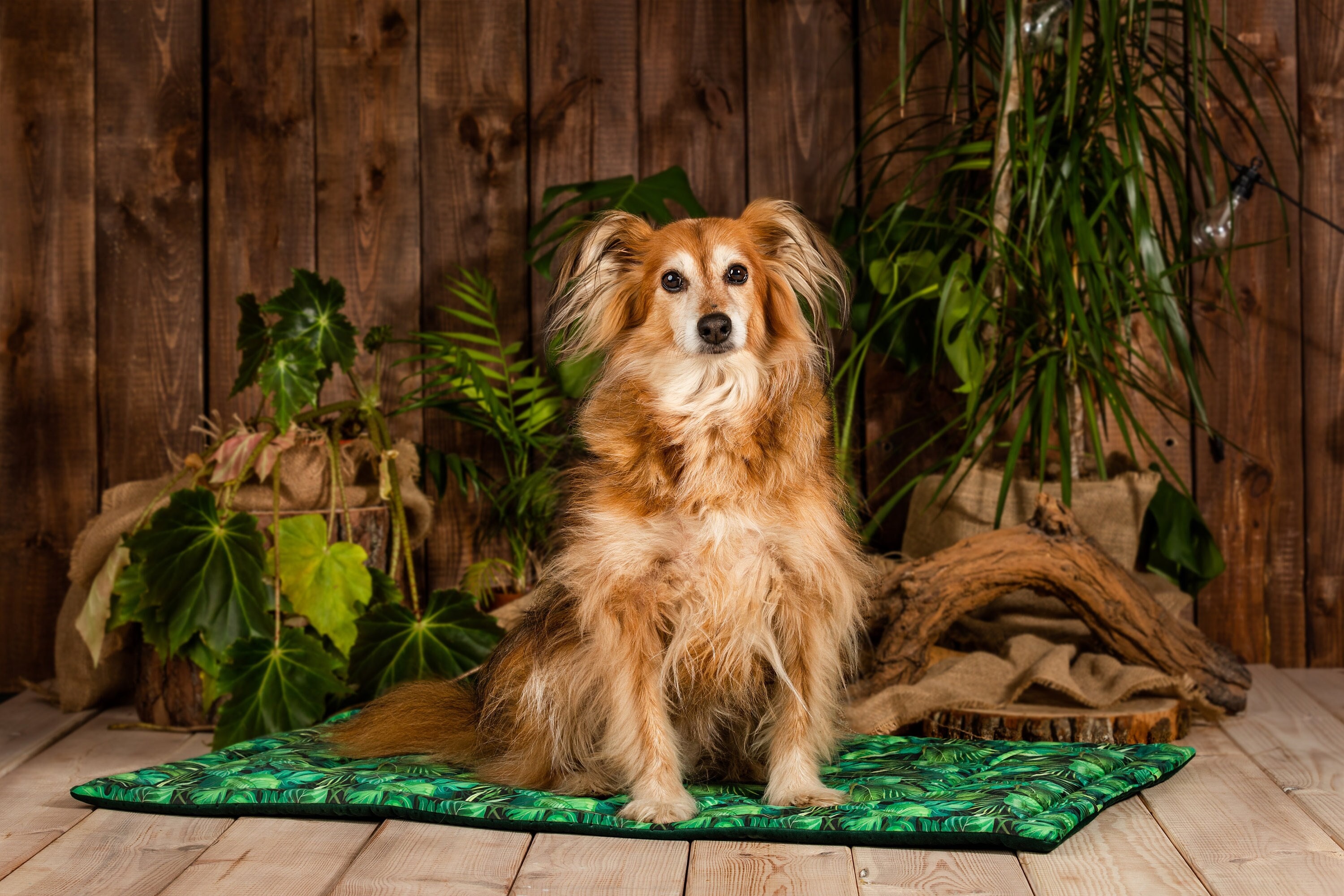 Dog Sleeping Mat Etsy Canada